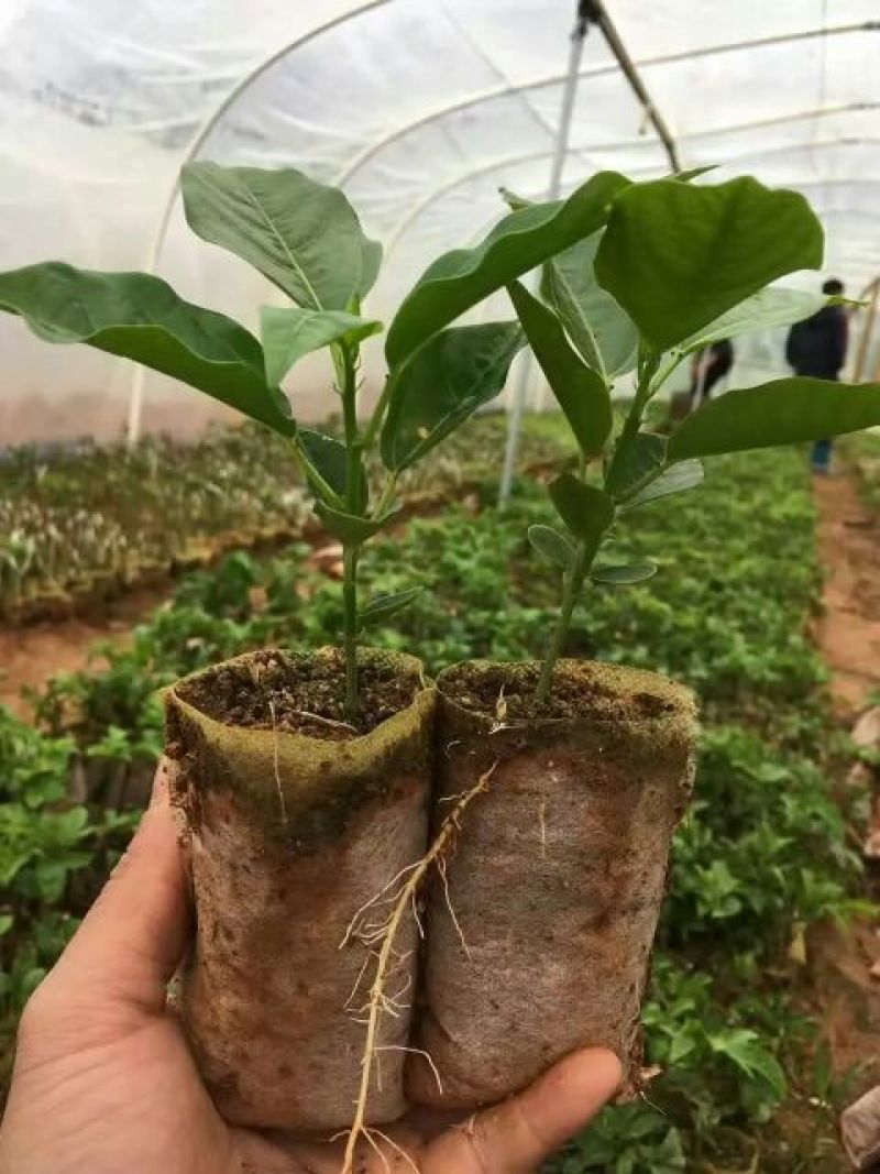满天星百香果苗10~20cm