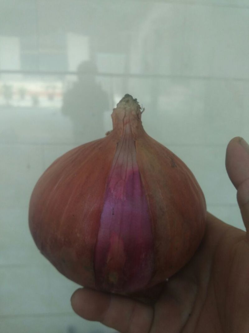 红皮洋葱8厘米以上