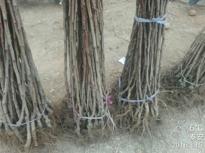 山楂树