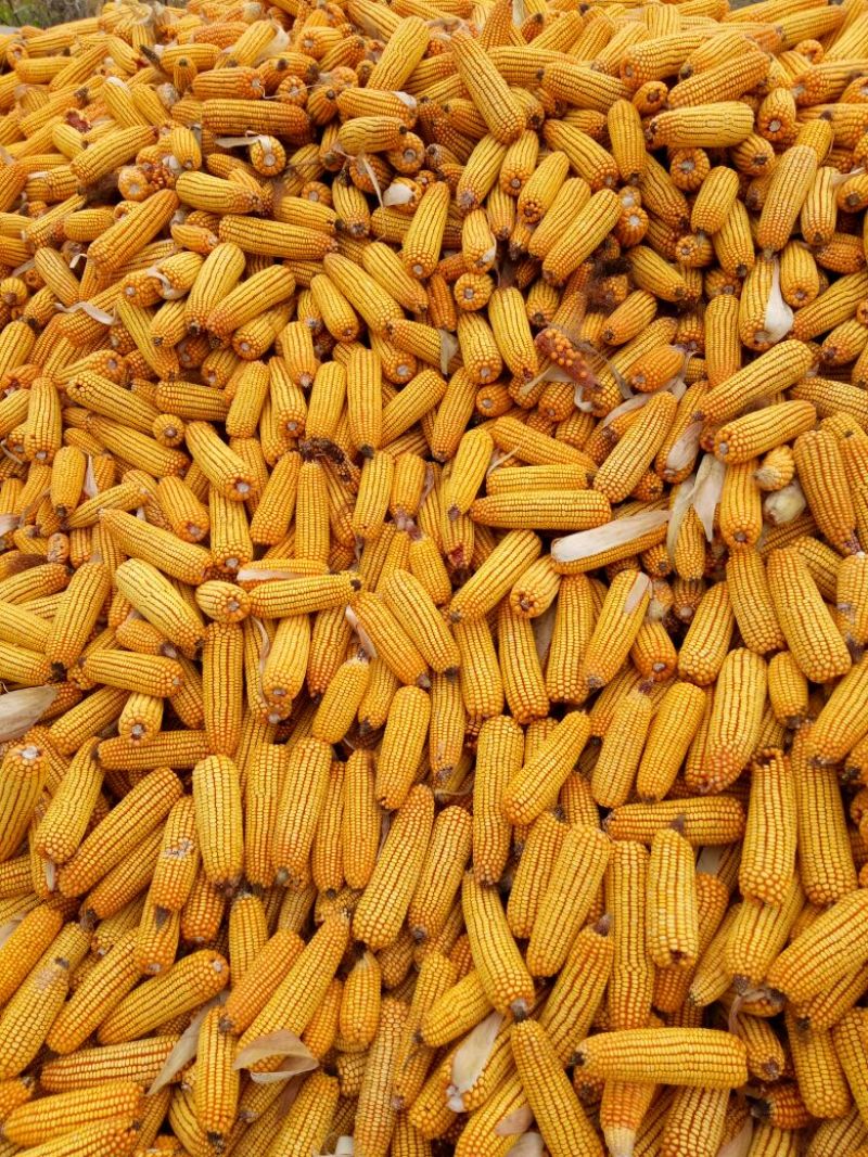 黄玉米16~20%