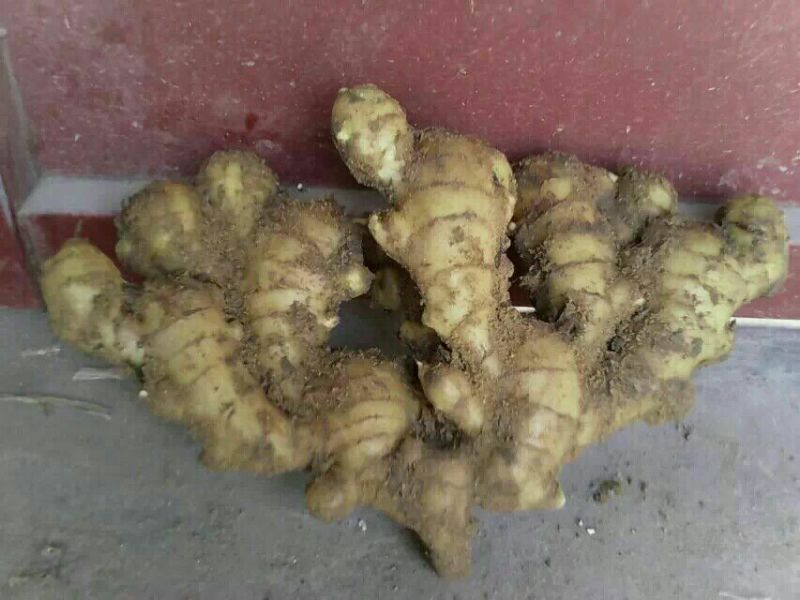 生姜产地直供，质量好价格低，一手货源，支持全国发货