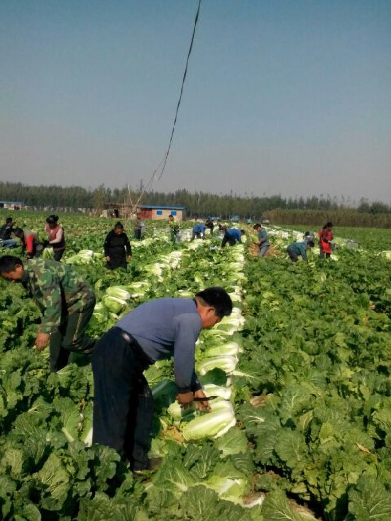 山东精品黄心白菜产地直销大量供应北京新三号大白菜4~6斤