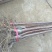 苹果树苗70~80cm