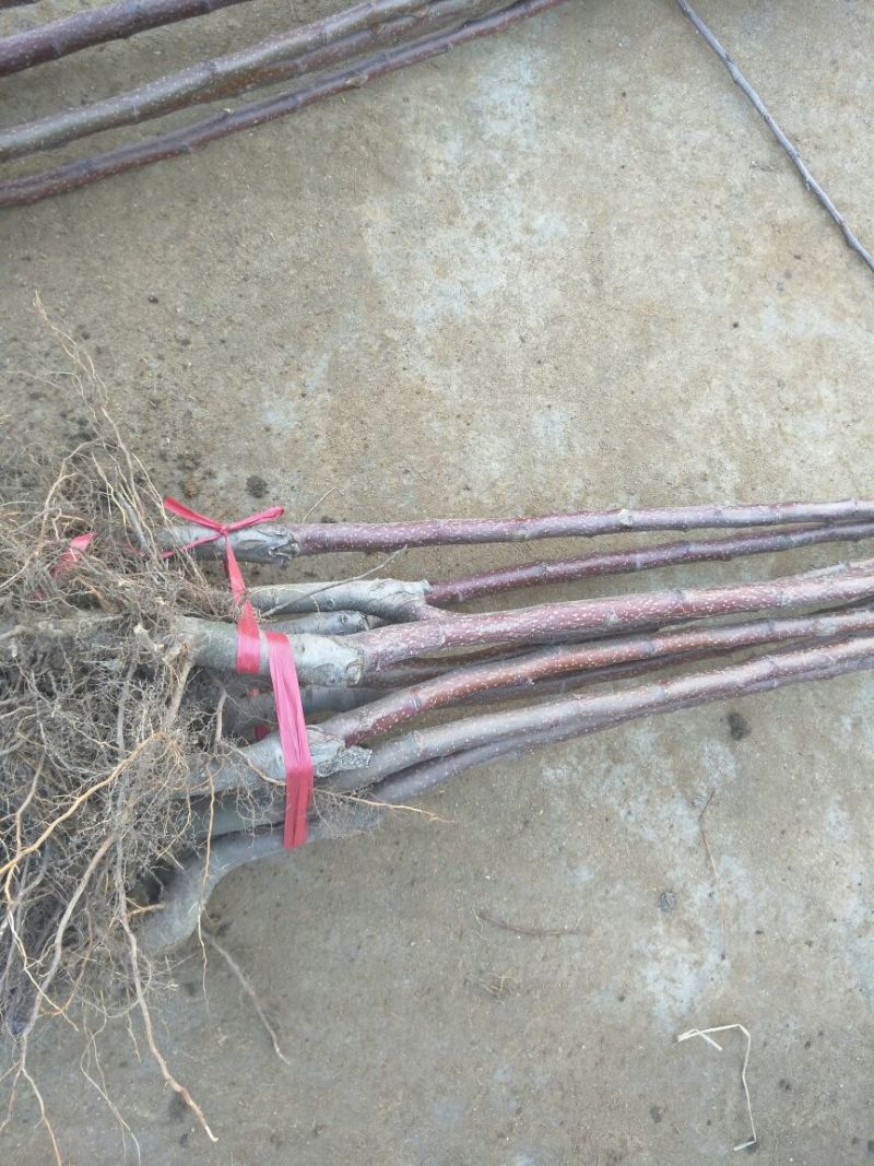 苹果树苗70~80cm