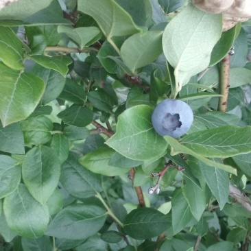 北陆蓝莓8~10mm以上
