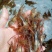 河虾活虾16~20只/kg