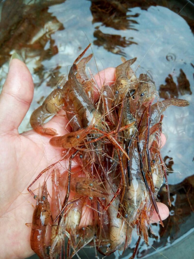 河虾活虾16~20只/kg