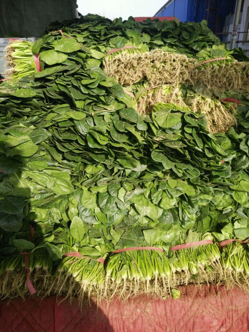 大叶菠菜20~25厘米