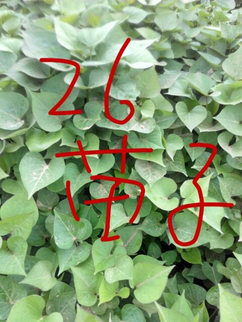 红薯苗15~25cm