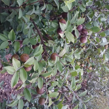 油茶鲜果40g以下