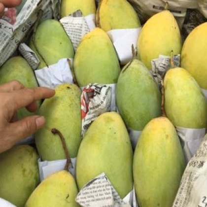 玉文芒云南红河州河口县_批发_供应-一亩田农