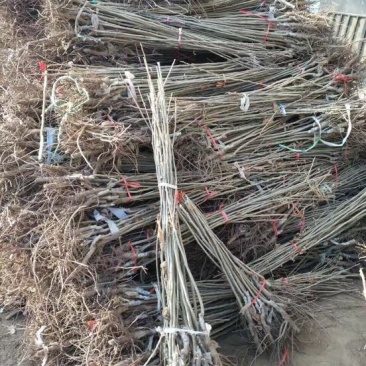 大红袍板栗苗自家育苗基地品种质量保证根系发达种植面积30