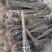 大红袍板栗苗自家育苗基地品种质量保证根系发达种植面积30