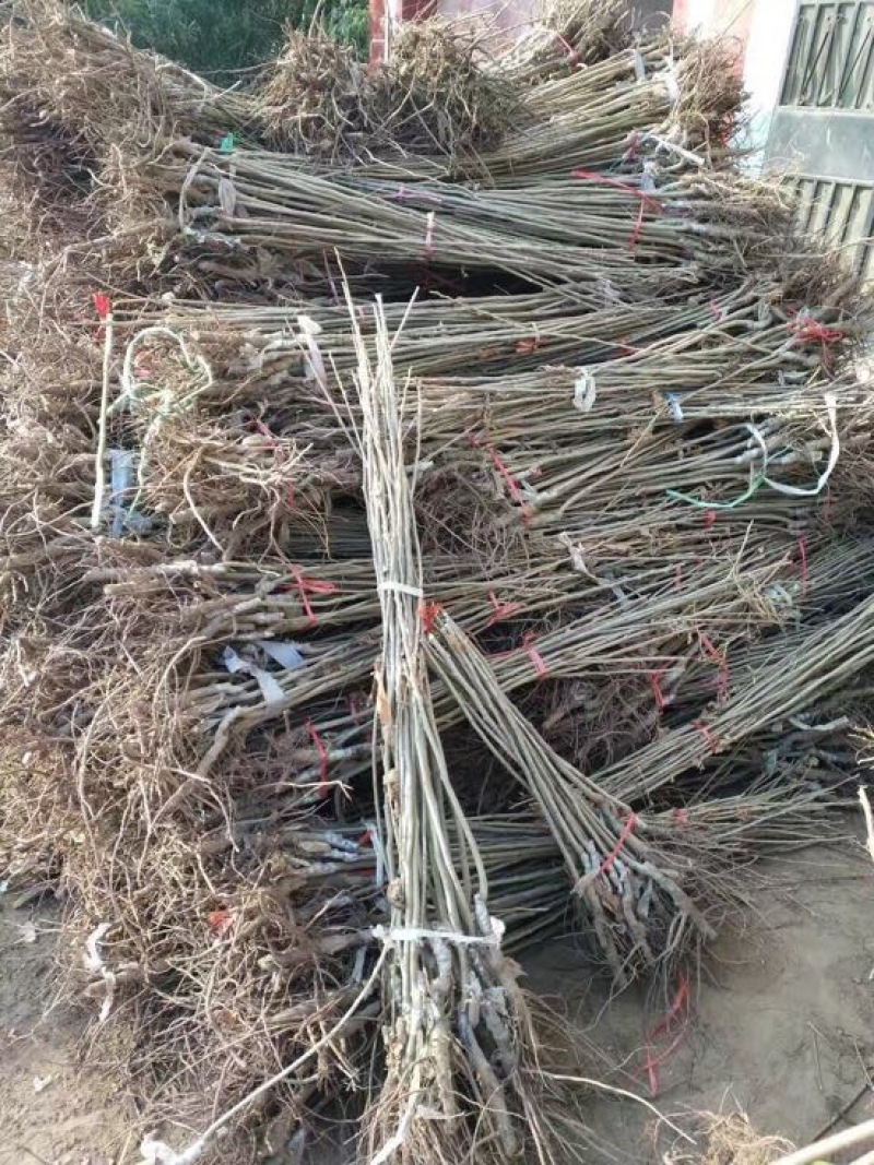 大红袍板栗苗自家育苗基地品种质量保证根系发达种植面积30