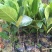 1号菠萝蜜苗