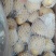 荷兰十五土豆2两以上装箱套网