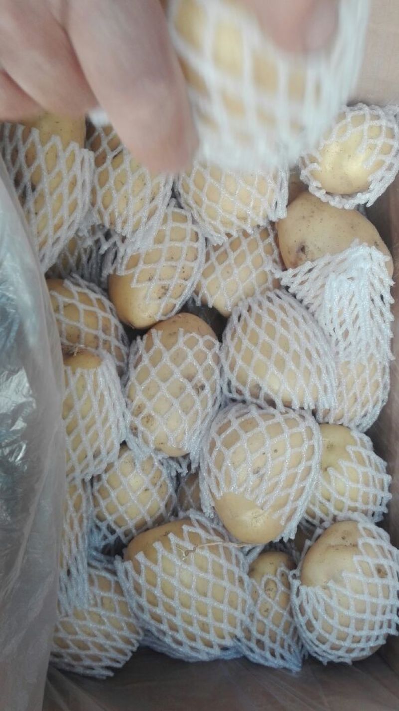 荷兰十五土豆2两以上装箱套网