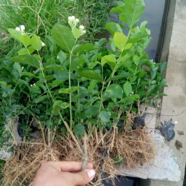 茉莉花不含盆