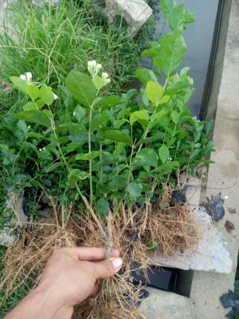 茉莉花不含盆