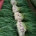 白菜苔30~40厘米