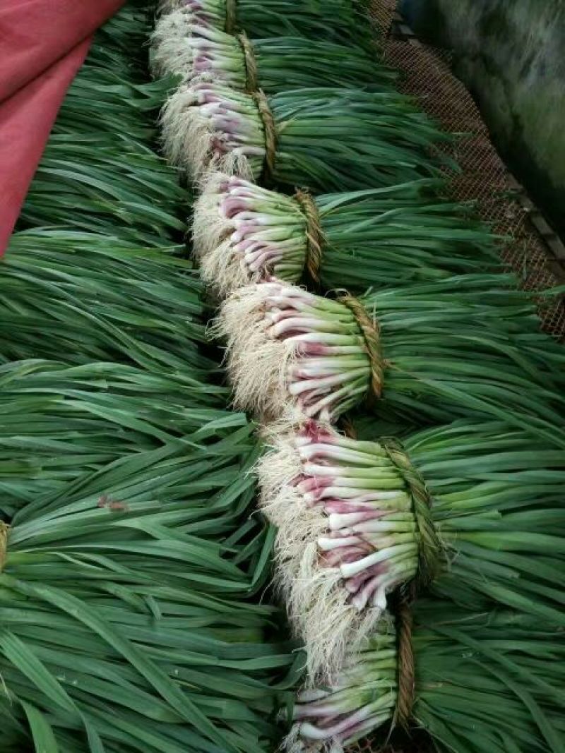 白菜苔30~40厘米