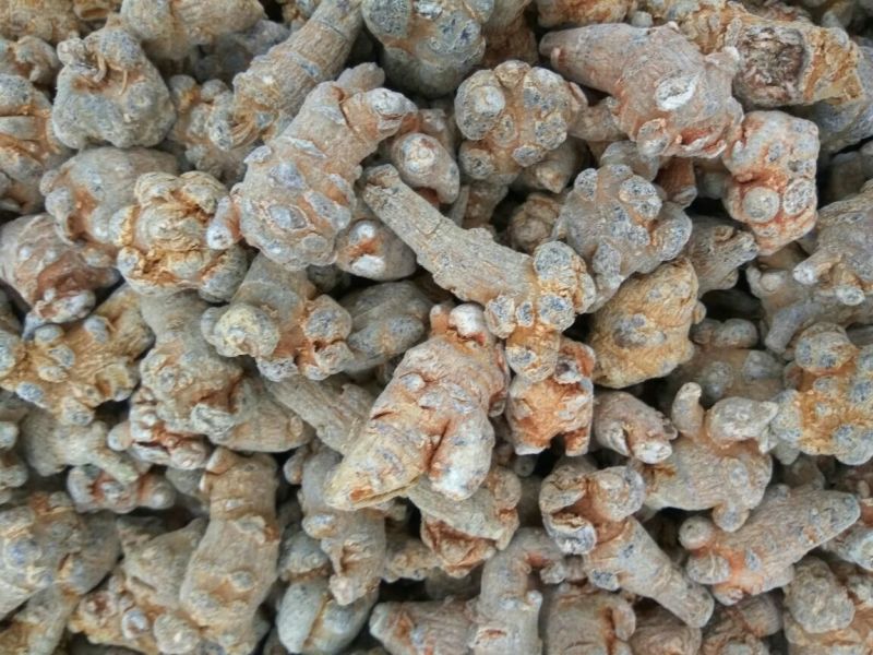 当季新货三七各种规格一手货源各种药材