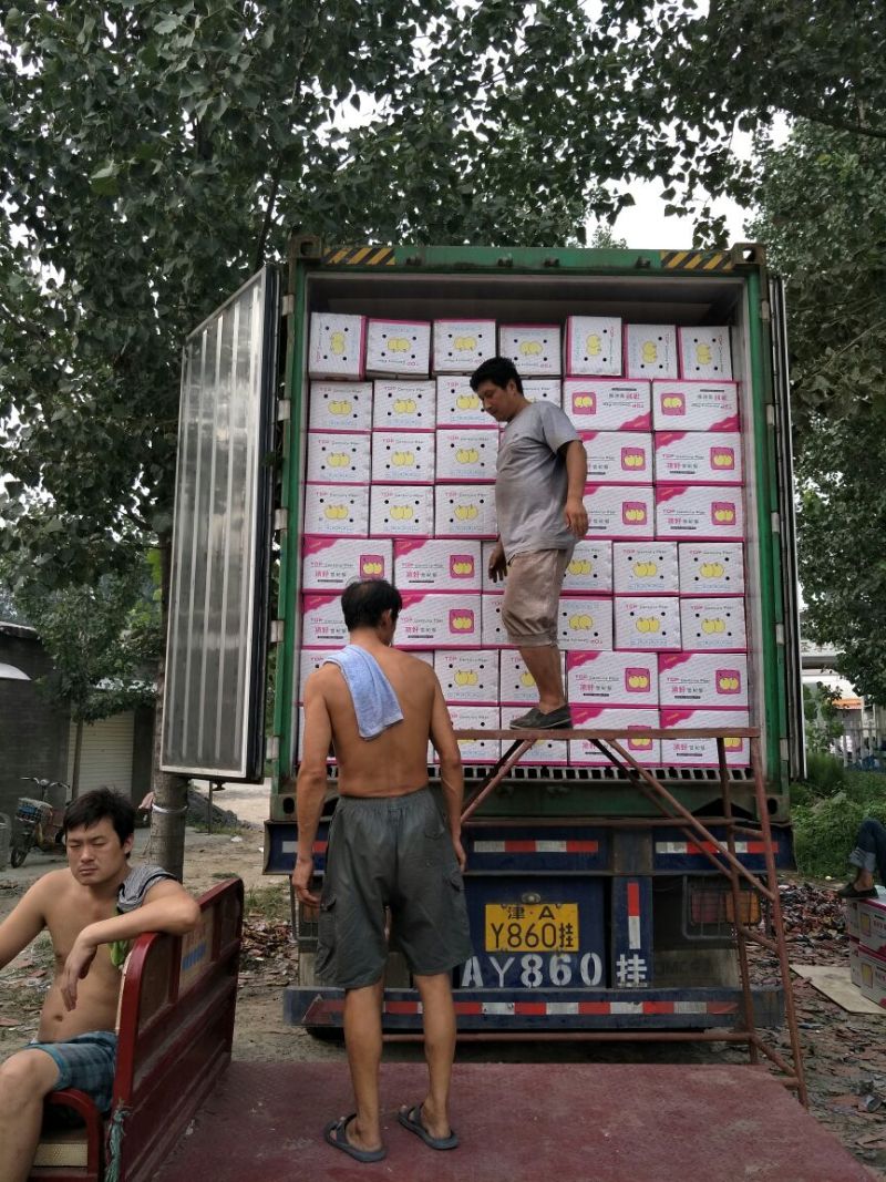 皇冠梨250~300g纸袋
