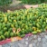大青木瓜1~1.5斤