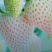 天仙醉草莓苗10~20cm