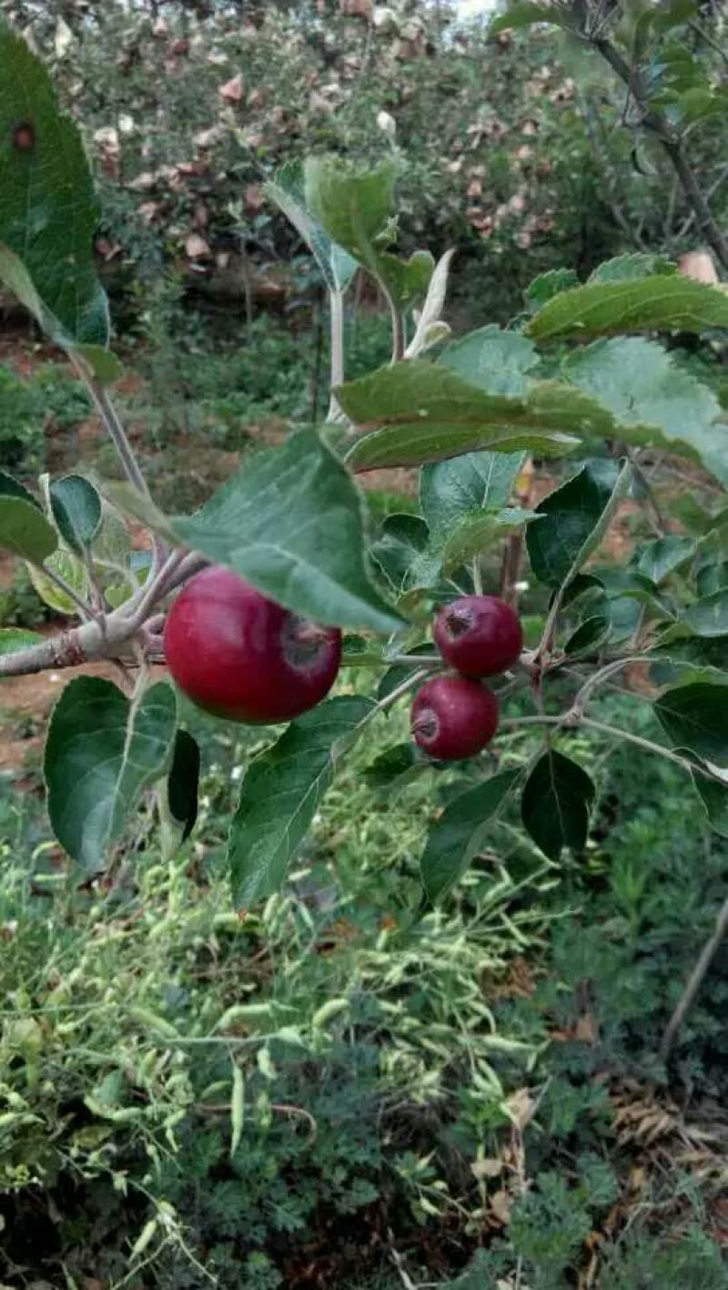 糖心苹果树苗免费提供种植技术。基地直销