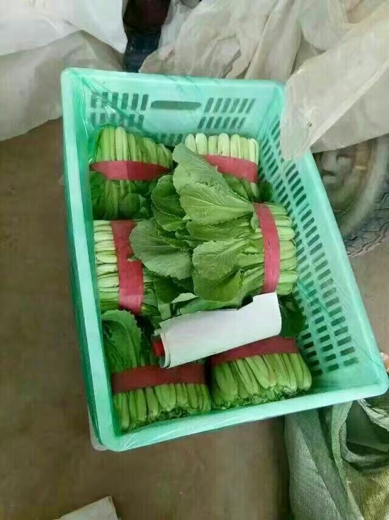 河北小白菜大量上市中产地直供诚信致上质量保证欢迎选购