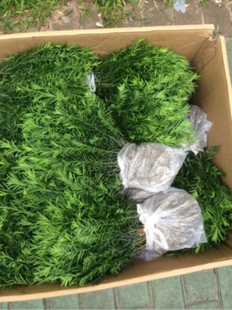 红豆杉小苗南方红豆杉树苗一年生小苗供应