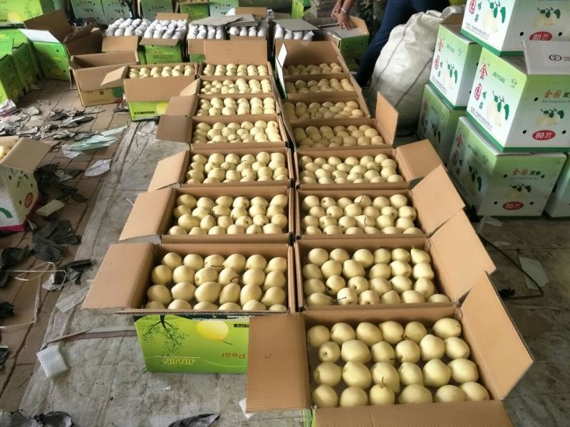 皇冠梨250~300g纸袋