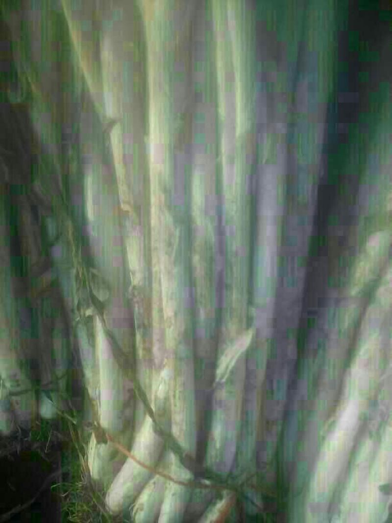 长白大葱