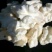 新疆青皮核桃，阿克苏青皮核桃，加工185纸皮核桃
