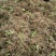 黄花菜种苗10cm以下
