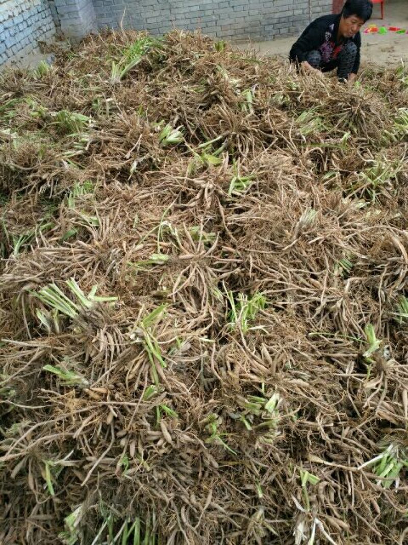 黄花菜种苗10cm以下