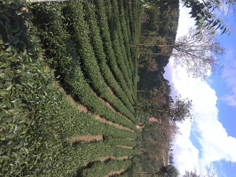 本山茶特级