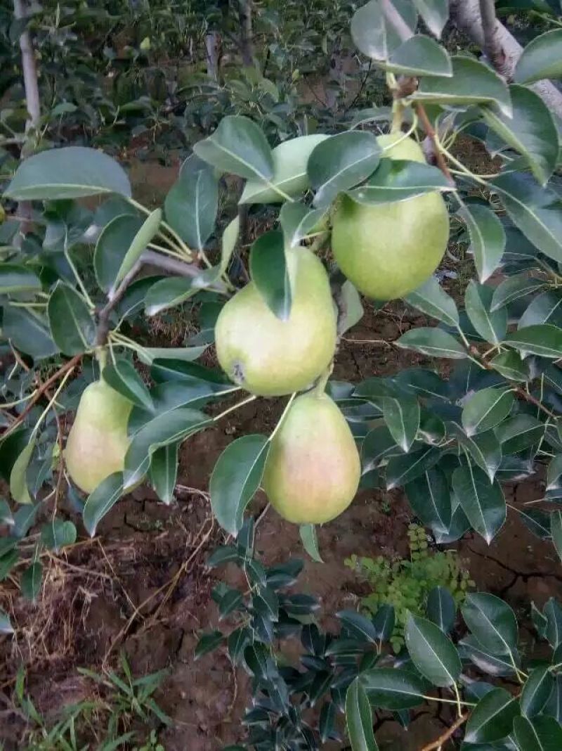 三季梨150~200g光果