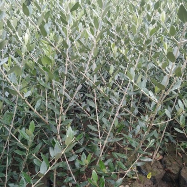 油橄榄苗木基地直销