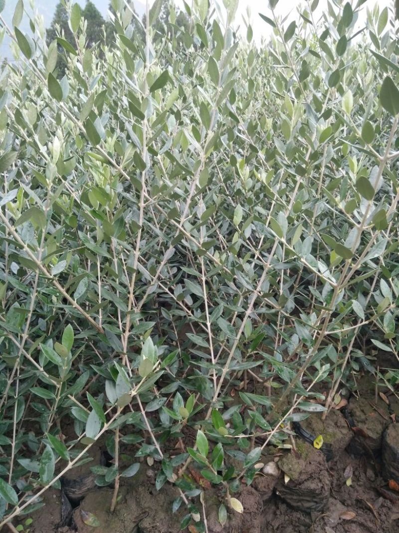 油橄榄苗木基地直销