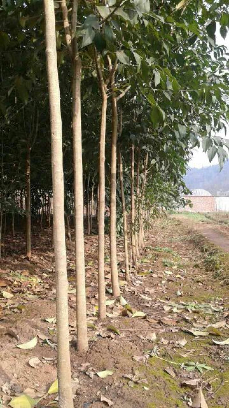 大叶女贞4cm以下