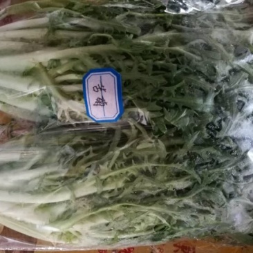 苦菊12~15cm
