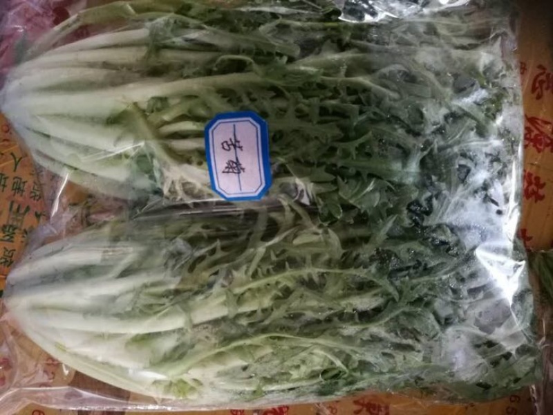 苦菊12~15cm