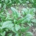 大叶菠菜20~25厘米