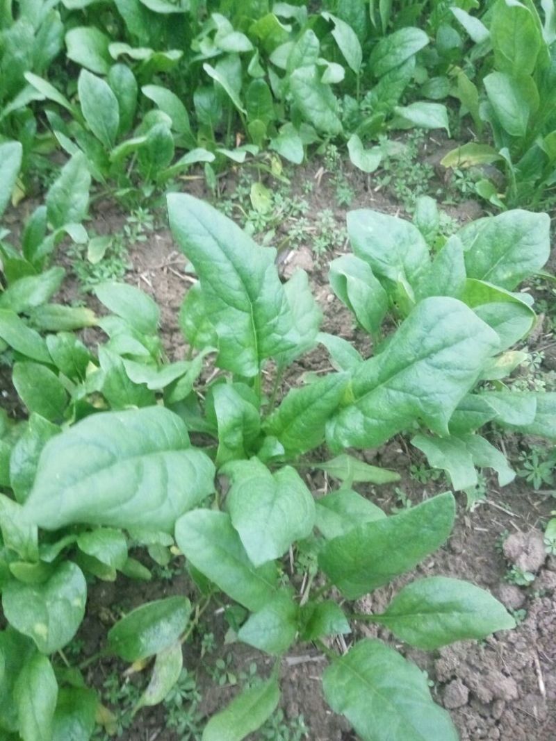 大叶菠菜20~25厘米