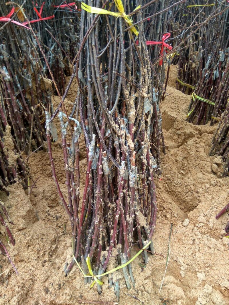 矮化砧苹果苗苹果苗育苗基地苹果苗批发苹果苗新品种