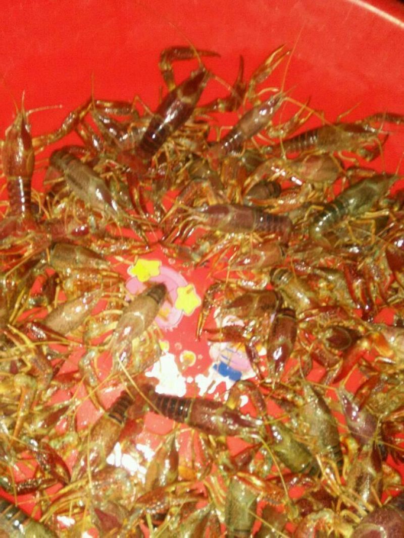 青虾食用8~12只/kg