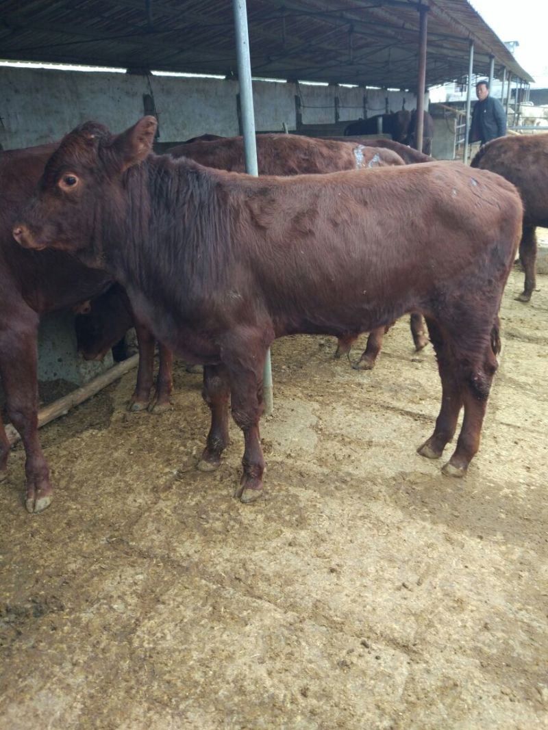 肉牛出肉率高，免费送货到家，1000--1500斤的