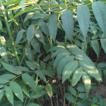 香椿苗80cm以上大棚
